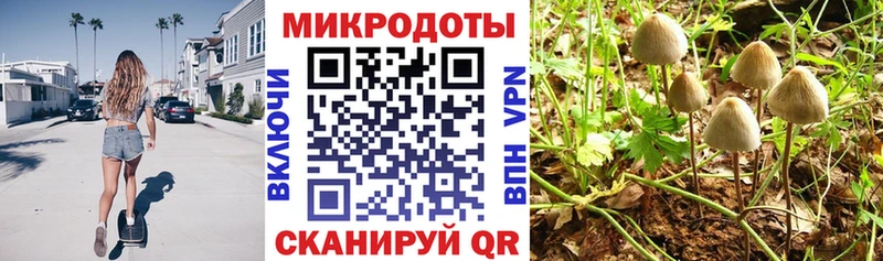 Псилоцибиновые грибы Psilocybine cubensis  Полысаево 